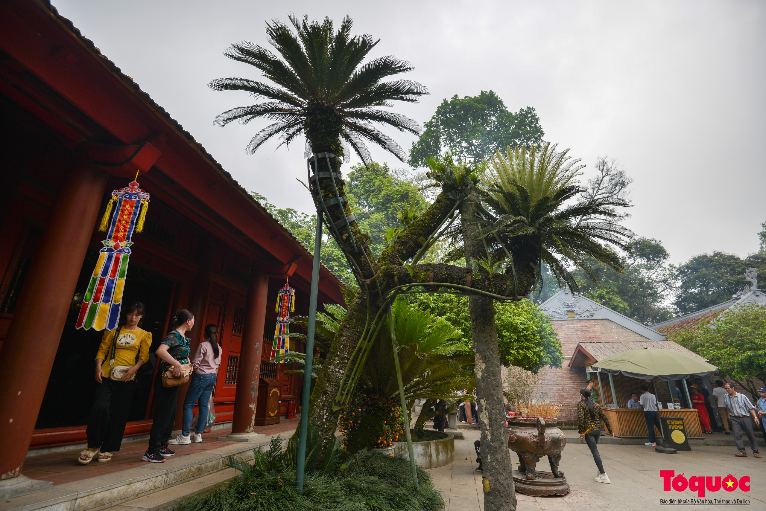 Chiêm ngưỡng cây vạn tuế gần ngàn năm tuổi - Báu vật xanh của Di tích lịch sử Đền Hùng - Ảnh 3.